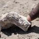 Illustration for article titled Anthropologists Have Discovered a Totally New Human Ancestor